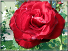 foto Rose